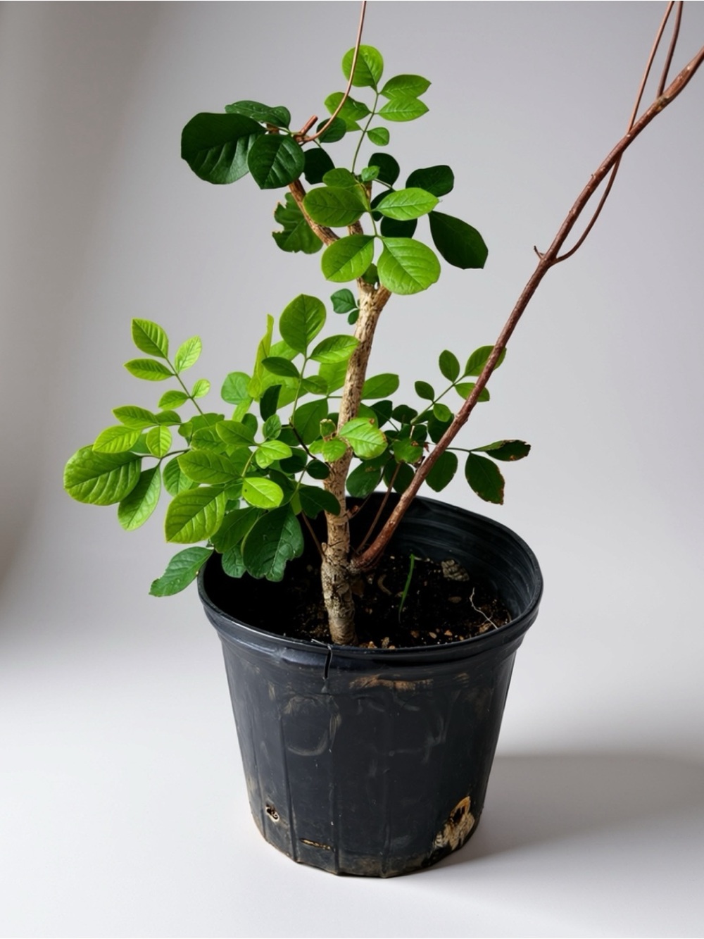 Healthy Potted Ash Tree Sapling (Fraxinus) – Vibrant Native Shade Tree
